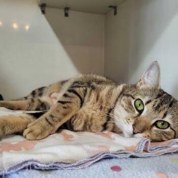 Samantha -  Domestic Short Hair Cat Available for Adoption in East Brunswick, New Jersey - Samantha | PetCurious