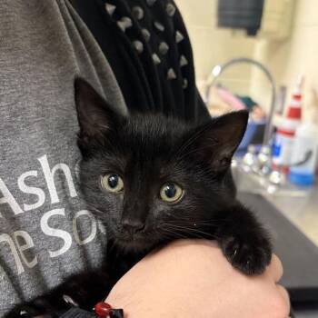 Larkin -  Domestic Short Hair Cat for Adoption in Asheville, North Carolina - Larkin | PetCurious