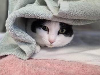 Domestic Short Hair Cats Available for Adoption in Westland, Michigan - Precious | PetCurious