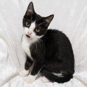 Ozzy -  Domestic Short Hair Cat for Adoption in Miami, Florida - Ozzy | PetCurious