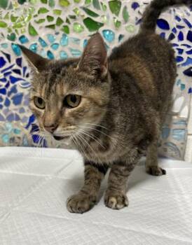 Domestic Short Hair Cats Available for Adoption in Pensacola, Florida - DAPHNE | PetCurious
