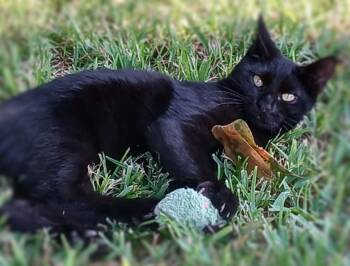 Rescue Domestic Short Hair Cats for Adoption in Ocean Springs, Mississippi - Buddy | PetCurious