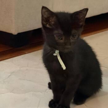 Onyx -  Domestic Short Hair Cat for Adoption in Pleasanton, California - Onyx | PetCurious