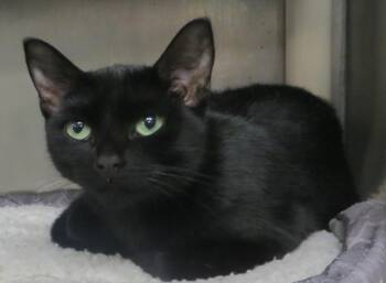 BLAKEY (Adoption Pending) -  Domestic Short Hair Cat for Adoption in Taunton, Massachusetts - BLAKEY (Adoption Pending) | PetCurious