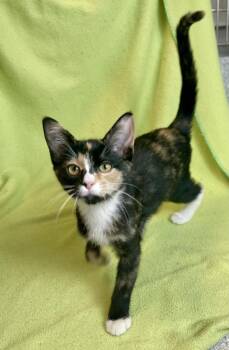 Khaleesi -  Calico and Domestic Short Hair Cat for Adoption in Jamestown, California - Khaleesi | PetCurious