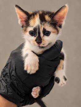 Samantha -  Domestic Short Hair Cat for Adoption in Austin, Texas - Samantha | PetCurious