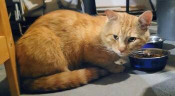 Titoine -  Domestic Short Hair Cat for Adoption in Montreal, Quebec - Titoine | PetCurious