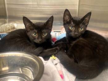 GONZO -  Domestic Short Hair Cat for Adoption in Tustin, California - GONZO | PetCurious