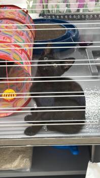 Ranger -  Tuxedo Cat for Adoption in Markdale, Ontario - Ranger | PetCurious