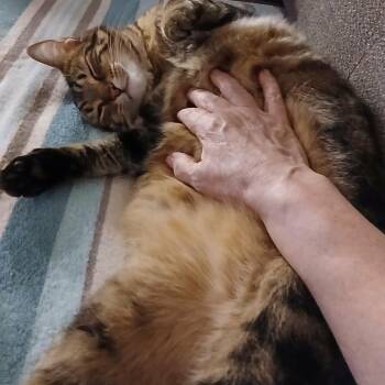 Sugar - A Very Special Girl -  Tabby Cat for Adoption in Hamilton, Ontario - Sugar - A Very Special Girl | PetCurious