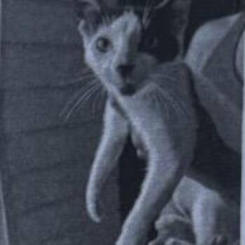 Trix -  Domestic Short Hair Cat for Adoption in Bentonville, Arkansas - Trix | PetCurious