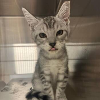 Domestic Short Hair Cats Available for Adoption in Columbus, Georgia - Franklin 6556 | PetCurious