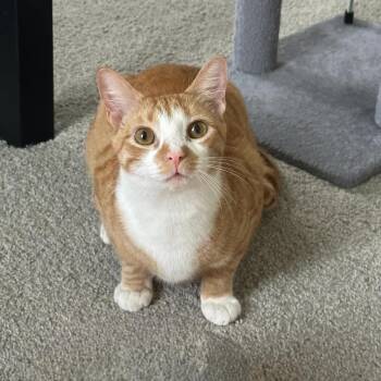 Domestic Short Hair Cats Available for Adoption in Mount Pleasant, South Carolina - Ryder - Our Longest Cat Resident | PetCurious