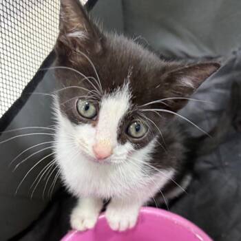 Skipper -  Domestic Short Hair Cat for Adoption in Mocksville, North Carolina - Skipper | PetCurious