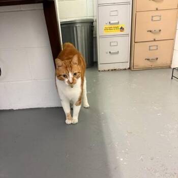 Blaze -  Domestic Short Hair Cat for Adoption in New Fairfield, Connecticut - Blaze | PetCurious