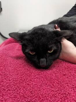 Rescue Domestic Short Hair Cats for Adoption in Cleveland, Ohio - Oreo Pudding | PetCurious