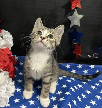 Chopin -  Tabby and Domestic Short Hair Cat for Adoption in Fayetteville, Georgia - Chopin | PetCurious