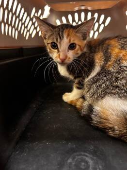 Cali -  Calico Cat for Adoption in Lockhart, Texas - Cali | PetCurious