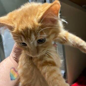 Violet -  Domestic Medium Hair Cat for Adoption in Jeffersonville, Indiana - Violet | PetCurious
