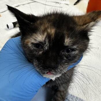 Natasha -  Domestic Short Hair Cat for Adoption in Ojai, California - Natasha | PetCurious