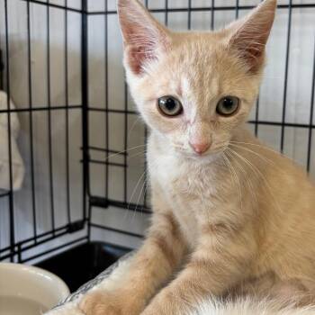 Brookie -  Domestic Short Hair Cat for Adoption in Webster, Texas - Brookie | PetCurious