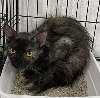 Bear-The Tortie Who Loves to Love - Courtesy Listing -  Tortoiseshell Cat for Adoption in Prescott, Arizona - Bear-The Tortie Who Loves To Love - Courtesy Listing | PetCurious