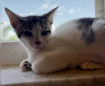 Rescue Domestic Short Hair Cats for Adoption in Brandon, Florida - Misty | PetCurious