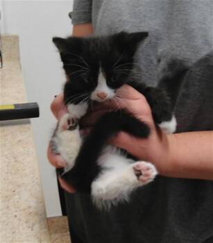 TOULOUSE -  Domestic Short Hair Cat for Adoption in Albuquerque, New Mexico - TOULOUSE | PetCurious