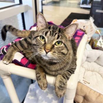 Domestic Short Hair Cats Available for Adoption in Oshkosh, Wisconsin - Richard - Active Loverboy! | PetCurious