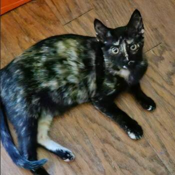 Ivy -  Domestic Short Hair Cat for Adoption in League City, Texas - Ivy | PetCurious