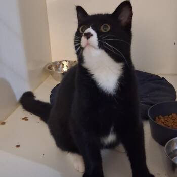 Coffee -  Domestic Short Hair Cat for Adoption in Iowa Falls, Iowa - Coffee | PetCurious