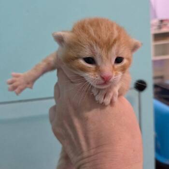 Mr. Marvelous -  Domestic Short Hair Cat for Adoption in Portage, Michigan - Mr. Marvelous | PetCurious
