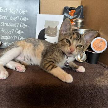 Espresso 26-07-180 -  Domestic Short Hair Cat for Adoption in Bastrop, Texas - Espresso 26-07-180 | PetCurious