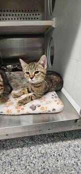 Nila -  Domestic Short Hair Cat for Adoption in Athens, Tennessee - Nila | PetCurious