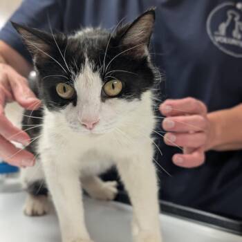 Myrtle -  Domestic Short Hair Cat for Adoption in Canton, Illinois - Myrtle | PetCurious