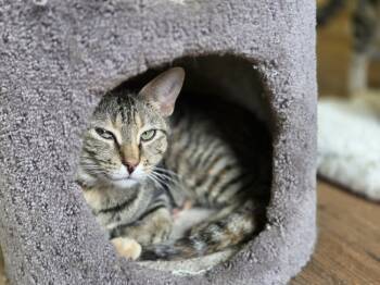 Rescue Domestic Short Hair Cats for Adoption in Evansville, Indiana - Natalie | PetCurious