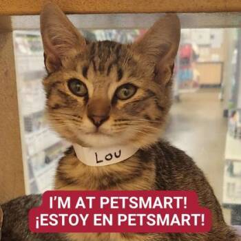 Rescue Domestic Short Hair Cats for Adoption in Carrollton, Texas - Lou | PetCurious