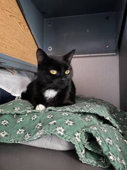 Domestic Short Hair Cats Available for Adoption - Mozzy  | PetCurious