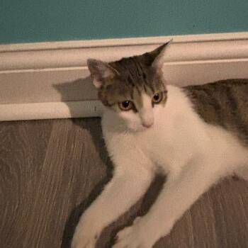 Primrose -  Domestic Short Hair Cat for Adoption in Georgetown, Kentucky - Primrose | PetCurious