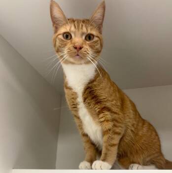 Rescue Domestic Short Hair Cats for Adoption in Frankfort, Kentucky - Ember | PetCurious