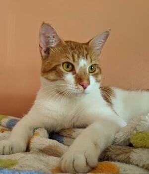 ERNIE -  Domestic Short Hair Cat for Adoption in Battle Creek, Michigan - ERNIE | PetCurious