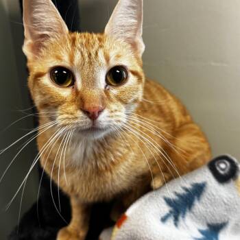 Jazzy -  Domestic Short Hair Cat for Adoption in Mineral Point, Wisconsin - Jazzy | PetCurious