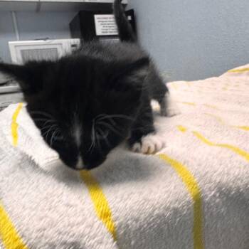 Cindy -  Domestic Short Hair Cat for Adoption in Riverside, California - Cindy | PetCurious