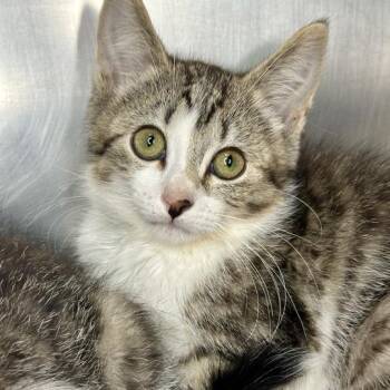 Aloe -  Domestic Short Hair Cat for Adoption in Matteson, Illinois - Aloe | PetCurious