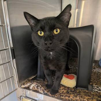 Potter -  Domestic Short Hair Cat for Adoption in Spokane, Washington - Potter | PetCurious