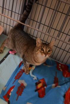 Tabby Cats Available for Adoption in Claresholm, Alberta - Feisty | PetCurious