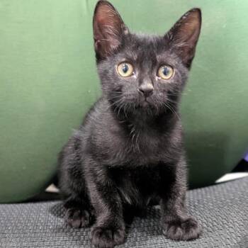 Scoot -  Domestic Short Hair Cat for Adoption in Buchanan Dam, Texas - Scoot | PetCurious