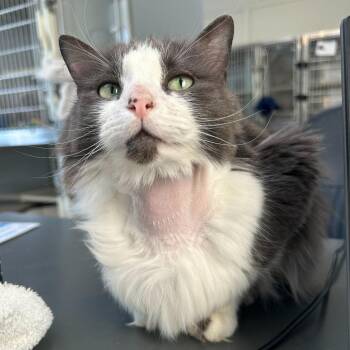 Oddity -  Domestic Medium Hair Cat for Adoption in Denver, Colorado - Oddity | PetCurious