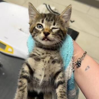 Kenneth -  Domestic Short Hair Cat for Adoption in Lufkin, Texas - Kenneth | PetCurious