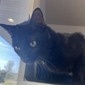Bobert -  Domestic Short Hair Cat for Adoption in Monticello, Iowa - Bobert | PetCurious